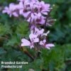 Pelargonium 'Pinki Pinks' -Garden Plants GERA KC9174 A