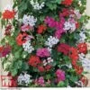 Geranium 'GeRainbow™ Mixed' -Garden Plants GERA P91853 B