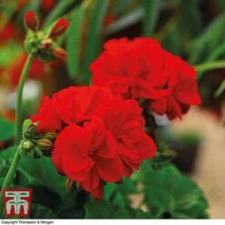 Geranium 'Power Red' -Garden Plants GERA P92143A B
