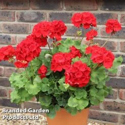 Geranium 'Grandeur Power Red' -Garden Plants GERA T79122 A