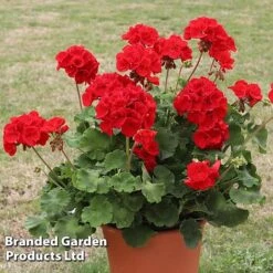Geranium 'Grandeur Power Red' -Garden Plants GERA T79122 B