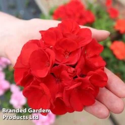Geranium 'Grandeur Power Red' -Garden Plants GERA T79122 C