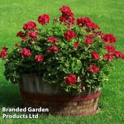 Geranium Giants Collection -Garden Plants GERA GRANDVIOL L41307