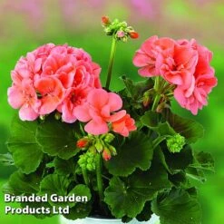 Geranium Giants Collection -Garden Plants GERA GRCLSALMO S04734