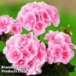 Geranium Giants Collection -Garden Plants GERA GRCLSALMP S30743