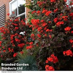 Geranium 'Tall Dark & Handsome Orange' -Garden Plants GERA TALLDKHSM T33985