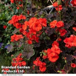 Geranium 'Tall Dark & Handsome Orange' -Garden Plants GERA TALLDKHSM T33987