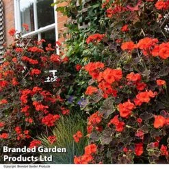Geranium 'Tall Dark & Handsome Orange' -Garden Plants GERA TALLDKHSM T33991