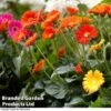 Nurserymans Choice Gerbera Garvinea -Garden Plants GERB SWEETCOLL KB2082