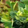 Ginkgo Biloba 'Mariken' -Garden Plants GING TKA313 A
