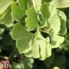 Ginkgo Biloba 'Fastigiata Blagon' -Garden Plants GINK TKA2039 A
