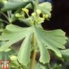 Ginkgo Biloba -Garden Plants GINK TKA2043 A