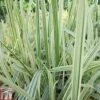 Glyceria Maxima Var. Variegata (Marginal Aquatic) -Garden Plants GLYC T78169 A h