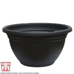 Primrose 'Arizona Bicolor' (Pre-Planted) -Garden Plants GR POT NEW