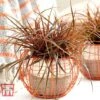 Uncinia Rubra ‘Everflame’ -Garden Plants GRAS T56035 A