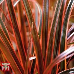 Uncinia Rubra ‘Everflame’ -Garden Plants GRAS T56035 B1