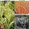 Grass Collection -Garden Plants GRAS T58571P A1