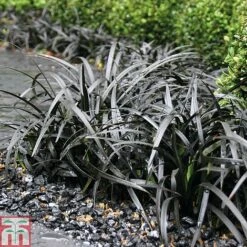 Grass Collection 9 Grass Collection -Garden Plants GRAS T58571P C