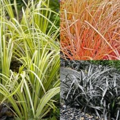 Grass Collection 11 Grass Collection -Garden Plants GRAS T58571P NOW1