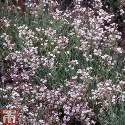 Bare Root Perennial Collection -Garden Plants GYPS 10524 A1