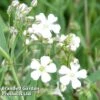 Gypsophila Repens 'White' -Garden Plants GYPS KC9108 A