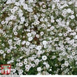 Gypsophila Paniculata 'Double Snowflake' -Garden Plants GYPS WKB9357 B