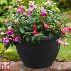 Fuchsia Trailing Pre-Planted Basket -Garden Plants HABA WKA9811 A1