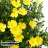 Halimium 'April Sun' -Garden Plants HALI APRILSUN S17147