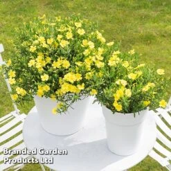 Halimium 'April Sun' -Garden Plants HALI APRILSUN S17149