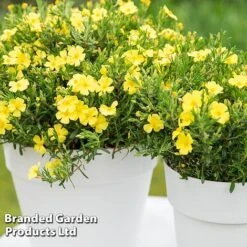 Halimium 'April Sun' -Garden Plants HALI APRILSUN S17150