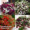 Hanging Basket Mixed Collection -Garden Plants HANG KC9913 A