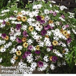 Hanging Basket Mixed Collection 16 Hanging Basket Mixed Collection -Garden Plants HANG KC9913 C