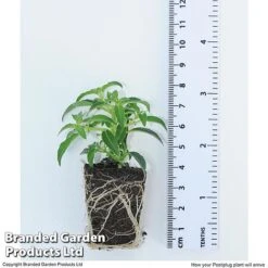 Hanging Basket Mixed Collection 15 Hanging Basket Mixed Collection -Garden Plants HANG KC9913 H