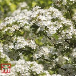 Hawthorn (Hedging) -Garden Plants HAWT T70270 C