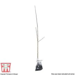 Hawthorn (Hedging) -Garden Plants HAWT T70270 E