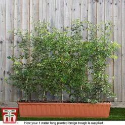 Hawthorn (Hedging) -Garden Plants HAWT T70270 F