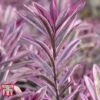 Hebe 'Heartbreaker' -Garden Plants HEBE W57814 A