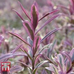 Hebe 'Heartbreaker' -Garden Plants HEBE W57814 C