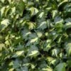 Hedera Helix 'Goldheart' -Garden Plants HEDE T58001 A h