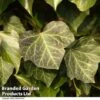 Hedera Helix 'Woerner' -Garden Plants HEDE WOERNER R44898
