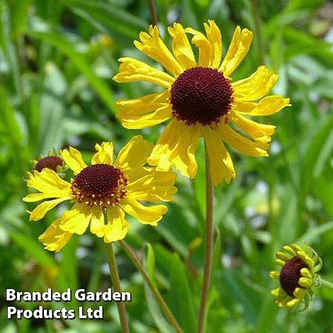 Helenium Tip Top 3 Helenium Tip Top