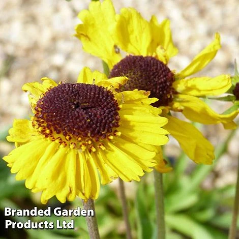 Helenium Tip Top 4 Helenium Tip Top - Image 2