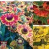 Helenium Collection -Garden Plants HELE TKA1032 A