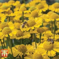 Helenium Collection -Garden Plants HELE TKA1032 D
