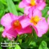 Helianthemum Ben Hope -Garden Plants HELI 64196 A