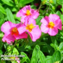 Helianthemum Ben Hope 7 Helianthemum Ben Hope -Garden Plants HELI 64196 C