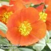 Helianthemum Henfield Brilliant -Garden Plants HELI KA5453 A