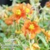 Helianthemum 'Bronze Carpet' -Garden Plants HELI BRONZECAR1