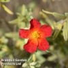 Helianthemum 'Fire Dragon' -Garden Plants HELI FIREDRAGO L44962