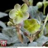 Hellebore 'Silver Dollar' -Garden Plants HELL KB3467 A